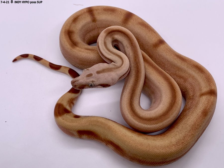 INDY HYPO poss SUP.